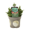 Faux-cyprès de Hinoki Maureen - Chamaecyparis obtusa Maureen 15/25cm Pot 2,5L