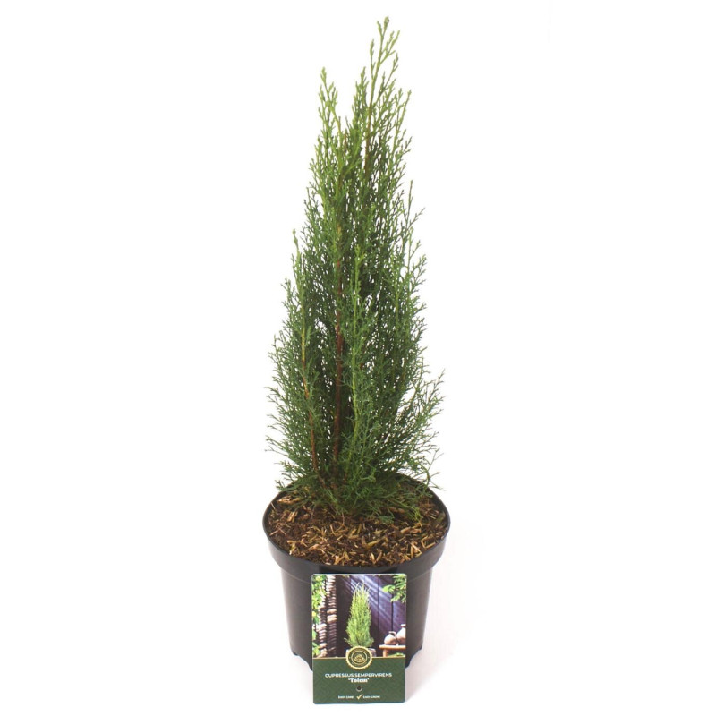 Cyprès de Provence Totem - Cupressus sempervirens Totem 30/40cm Pot 2,5L