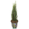 Cyprès de Provence Totem - Cupressus sempervirens Totem 30/40cm Pot 2,5L