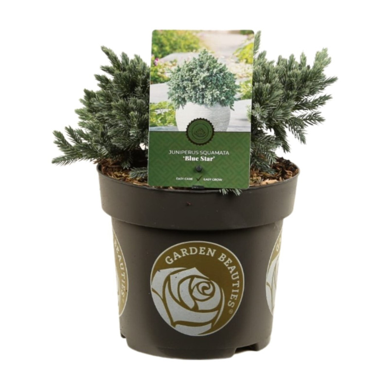 Genévrier écailleux Blue Star - Juniperus squamata Blue Star 20/30cm Pot 2,5L