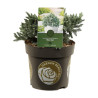 Genévrier écailleux Blue Star - Juniperus squamata Blue Star 20/30cm Pot 2,5L