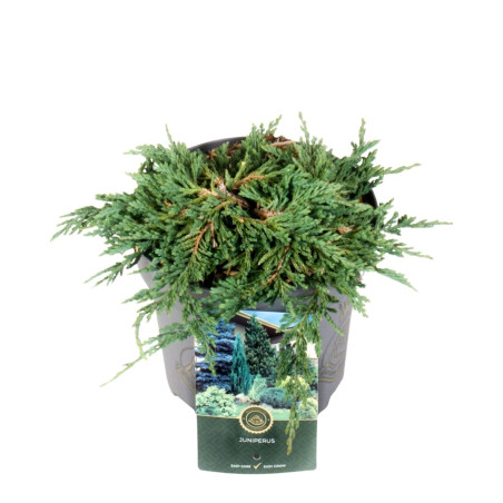 Genévrier horizontal Pancake - Juniperus horizontalis Pancake 20/30cm Pot 2,5L