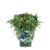 Genévrier horizontal Pancake - Juniperus horizontalis Pancake 20/30cm Pot 2,5L
