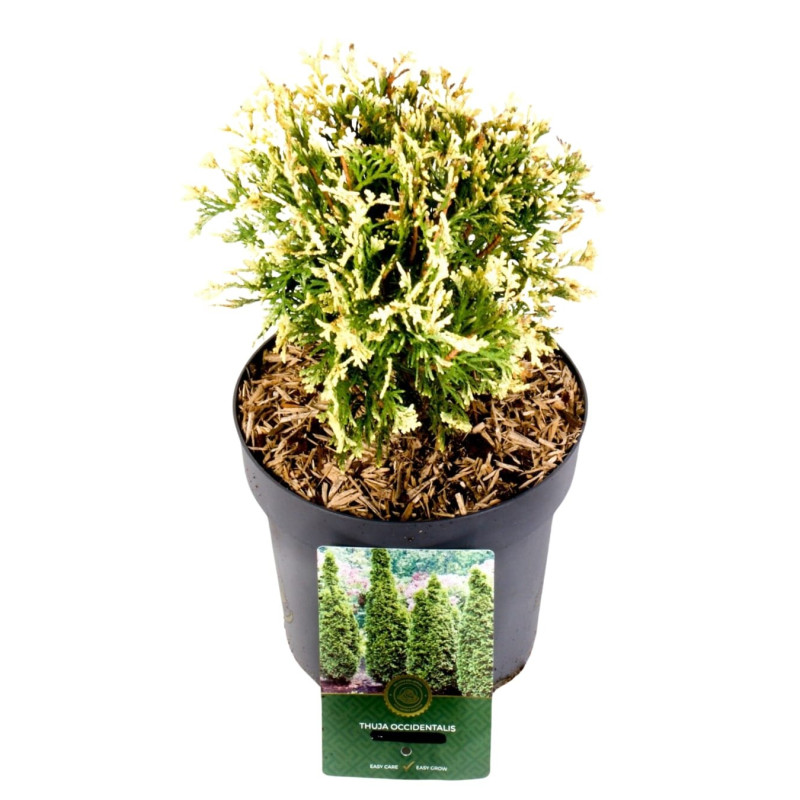 Thuya occidental Piccadilly - Thuja occidentalis Piccadilly 20/30cm Pot 2,5L