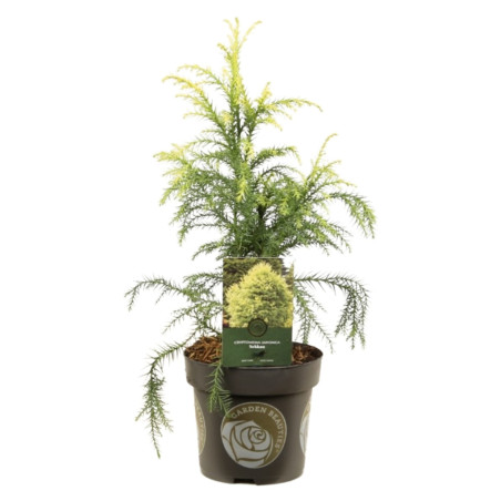 Cryptoméria du Japon Sekkan - Cryptomeria japonica Sekkan 25/35cm Pot 2,5L