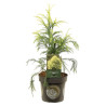 Cryptoméria du Japon Sekkan - Cryptomeria japonica Sekkan 25/35cm Pot 2,5L