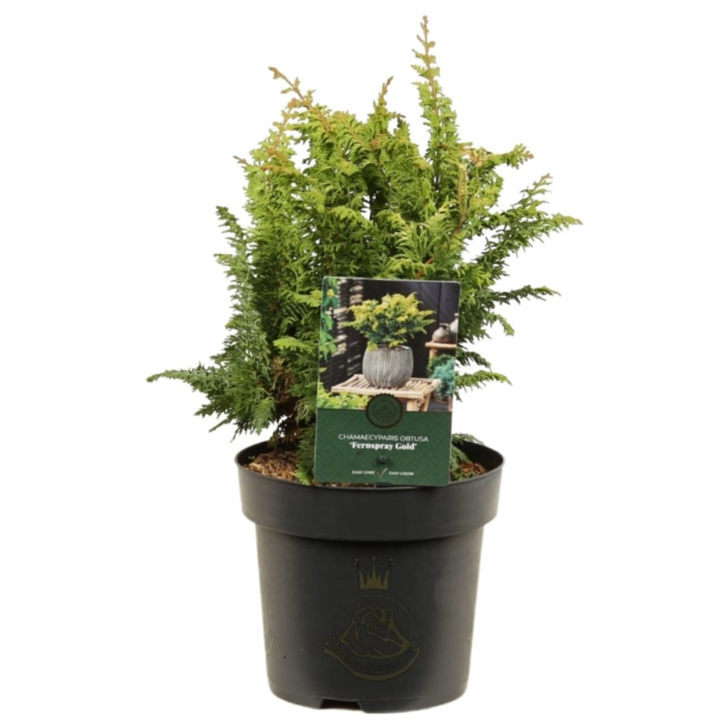 Faux-cyprès de Hinoki Fernspray Gold - Chamaecyparis obtusa Fernspray Gold 20/30cm Pot 2,5L