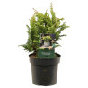 Faux-cyprès de Hinoki Fernspray Gold - Chamaecyparis obtusa Fernspray Gold 20/30cm Pot 2,5L