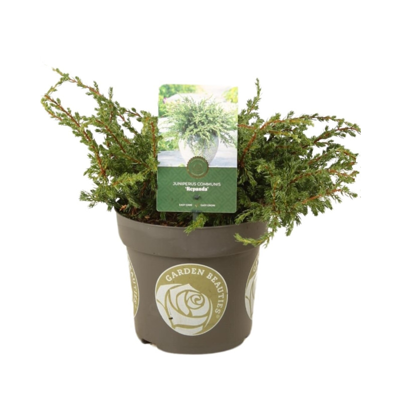 Genévrier commun Repanda - Juniperus communis Repanda 20/30cm Pot 2,5L