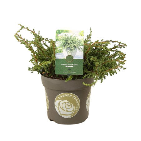 Genévrier commun Repanda - Juniperus communis Repanda 20/30cm Pot 2,5L