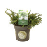 Genévrier commun Repanda - Juniperus communis Repanda 20/30cm Pot 2,5L