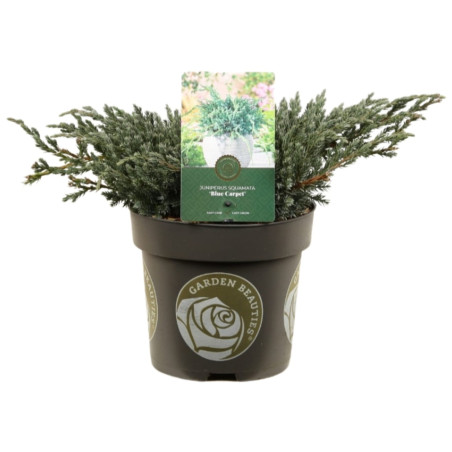 Genévrier écailleux Blue Carpet - Juniperus squamata Blue Carpet 20/30cm Pot 2,5L