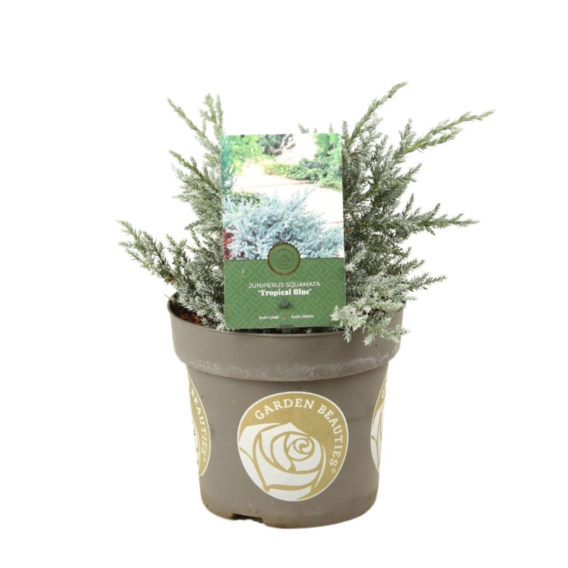 Genévrier écailleux Tropical Blue - Juniperus squamata Tropical Blue 20/30cm Pot 2,5L