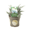 Genévrier écailleux Tropical Blue - Juniperus squamata Tropical Blue 20/30cm Pot 2,5L