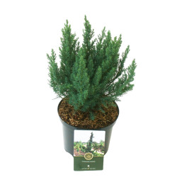 GenÃ©vrier de Chine Blue Alps - Juniperus chinensis Blue Alps 20/30cm Pot 2,5L