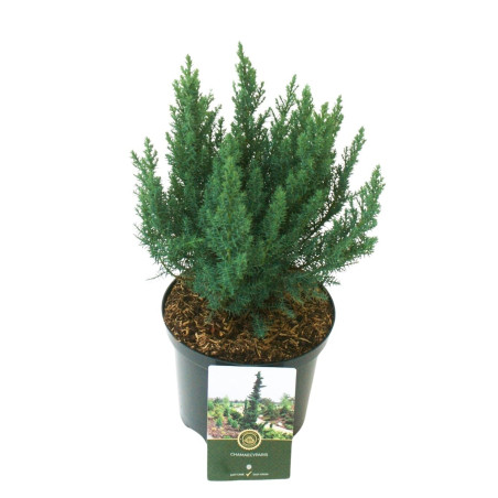 GenÃ©vrier de Chine Blue Alps - Juniperus chinensis Blue Alps 20/30cm Pot 2,5L