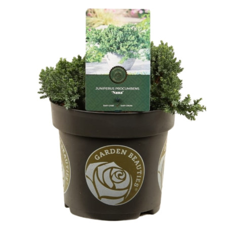 Genévrier rampant Nana - Juniperus procumbens Nana 20/30cm Pot 2,5L