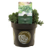 Genévrier rampant Nana - Juniperus procumbens Nana 20/30cm Pot 2,5L