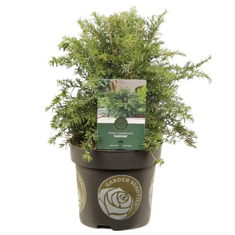 Pruche du Canada Jeddeloh - Tsuga canadensis Jeddeloh 20/30cm Pot 2,5L