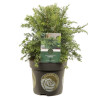 Pruche du Canada Jeddeloh - Tsuga canadensis Jeddeloh 20/30cm Pot 2,5L