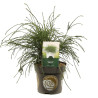 Thuya Whipcord - Thuja plicata Whipcord 20/30cm Pot 2,5L