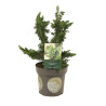 Thuya occidental Sagrada - Thuja occidentalis Sagrada 25/35cm Pot 2,5L