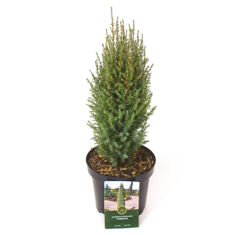 Genévrier commun Compressa - Juniperus communis Compressa 25/35cm Pot 2,5L