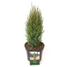 Genévrier commun Compressa - Juniperus communis Compressa 25/35cm Pot 2,5L