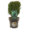 Thuya occidental Teddy - Thuja occidentalis Teddy 20/30cm Pot 2,5L