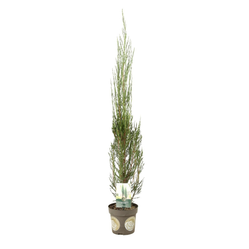 Genévrier des Rocheuses Blue Arrow - Juniperus scopulorum Blue Arrow 30/40cm Pot 2,5L