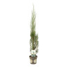 Genévrier des Rocheuses Blue Arrow - Juniperus scopulorum Blue Arrow 30/40cm Pot 2,5L