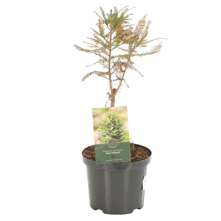 Cyprès chauve Pevé Minaret - Taxodium distichum Pevé Minaret Pot 2,5L