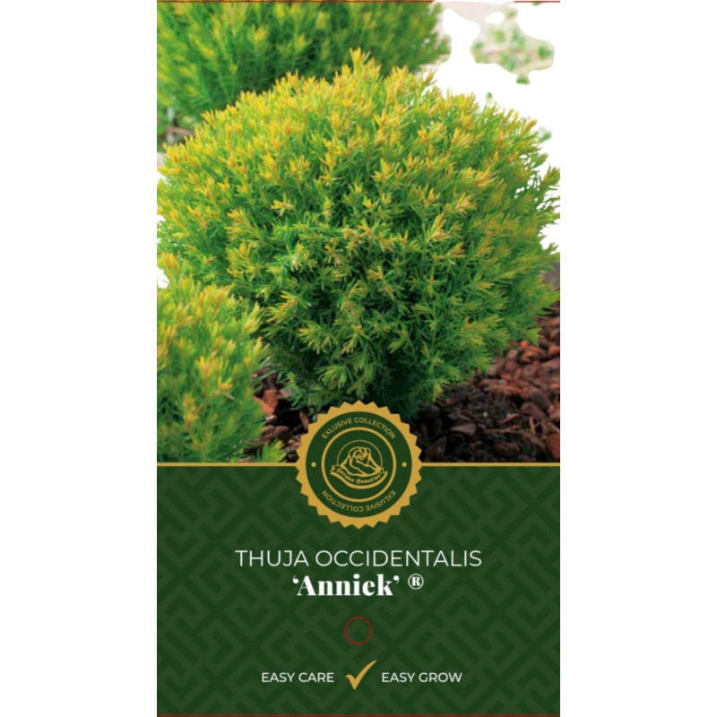 Thuya occidental Anniek - Thuja occidentalis Anniek 20/30cm Pot 2,5L
