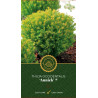 Thuya occidental Anniek - Thuja occidentalis Anniek 20/30cm Pot 2,5L