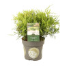 Genévrier de Pfitzer Old Gold - Juniperus media Old Gold 20/30cm Pot 2,5L
