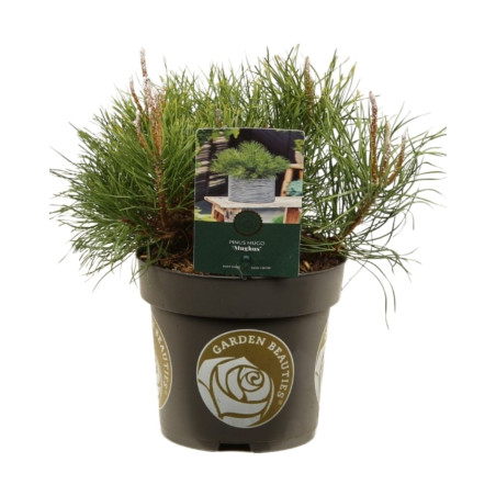 Pin mugo Mughus - Pinus mugo Mughus 15/25cm Pot 2,5L