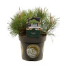 Pin mugo Mughus - Pinus mugo Mughus 15/25cm Pot 2,5L
