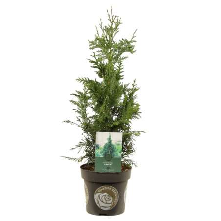Thuya Can-Can - Thuja plicata Can-Can 25/35cm Pot 2,5L