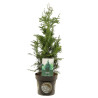 Thuya Can-Can - Thuja plicata Can-Can 25/35cm Pot 2,5L