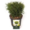 Thuya occidental Tiny Tim - Thuja occidentalis Tiny Tim 20/40cm Pot 2,5L