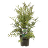 Thujopsis du Japon - Thujopsis dolabrata Pot 2,5L