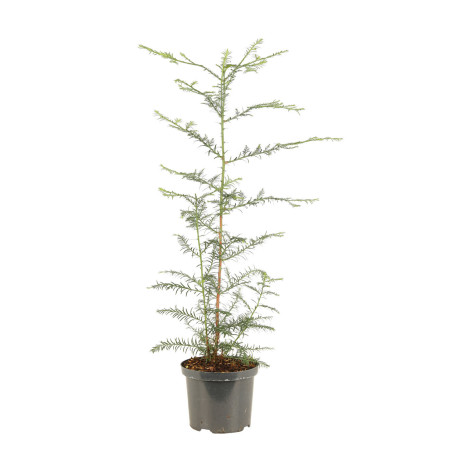 Séquoia à feuilles d’if - Sequoia sempervirens Pot 2,5L