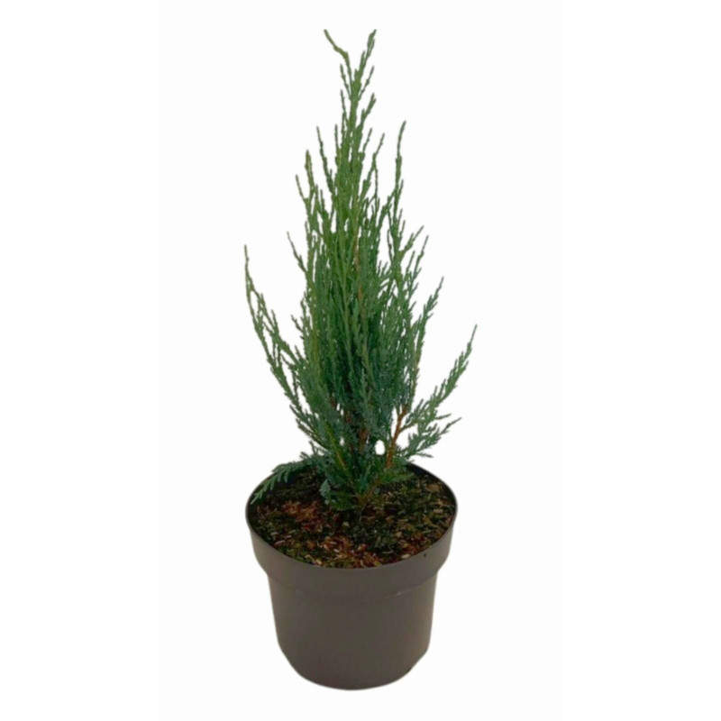 Arbre aux quarante Ã©cus - Ginkgo biloba 40/60cm Pot 4L
