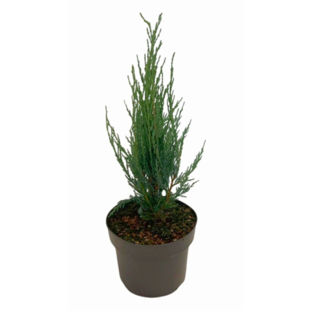 Arbre aux quarante Ã©cus - Ginkgo biloba 40/60cm Pot 4L