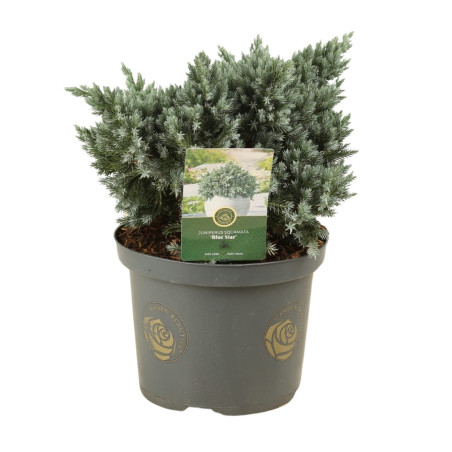 Genévrier écailleux Blue Star - Juniperus squamata Blue Star 30/35cm Pot 5L