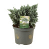 Genévrier écailleux Blue Star - Juniperus squamata Blue Star 30/35cm Pot 5L