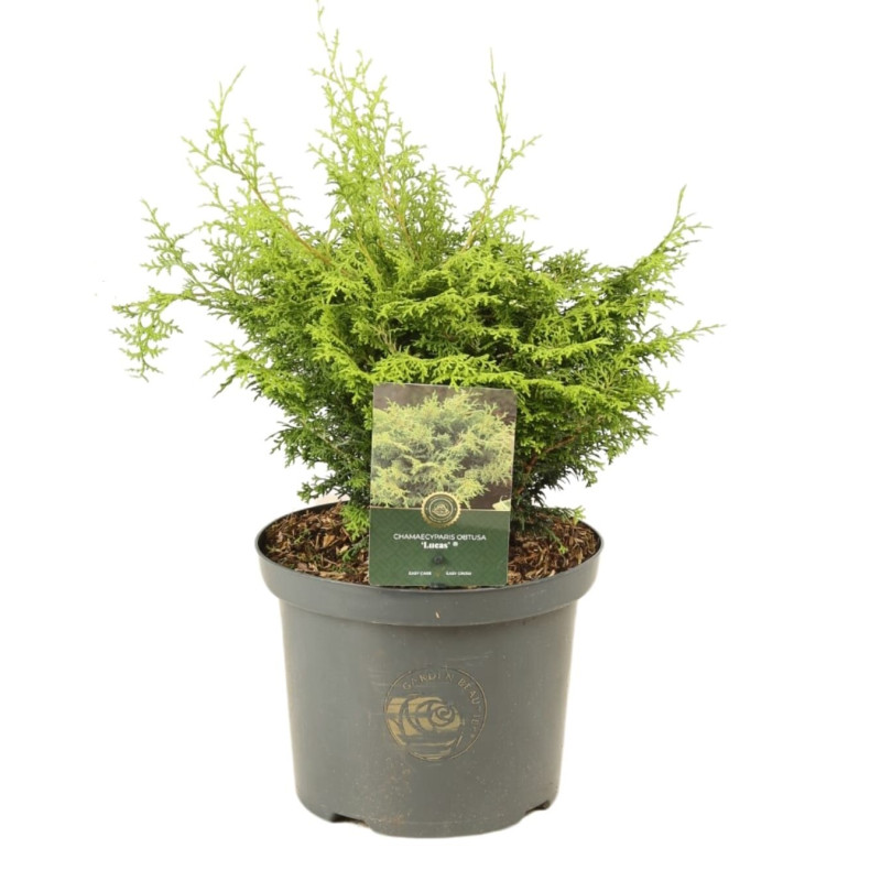 Faux-cyprès de Hinoki Lucas - Chamaecyparis obtusa Lucas 20/40cm Pot 5L
