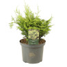 Faux-cyprès de Hinoki Lucas - Chamaecyparis obtusa Lucas 20/40cm Pot 5L