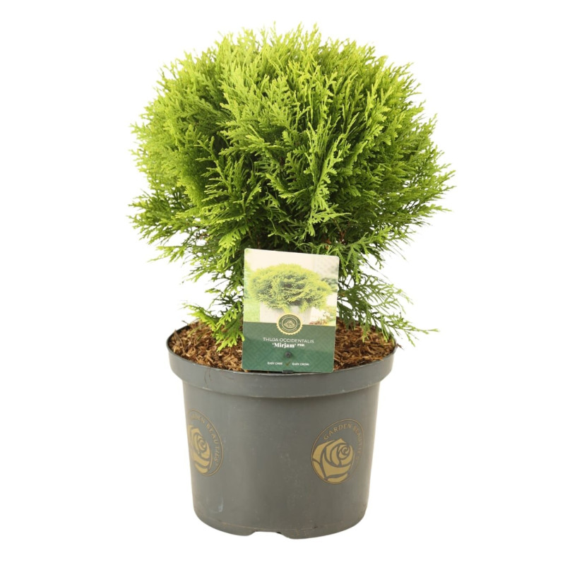 Thuya occidental Mirjam - Thuja occidentalis Mirjam 20/40cm Pot 5L