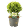 Thuya occidental Mirjam - Thuja occidentalis Mirjam 20/40cm Pot 5L